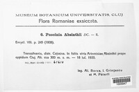 Puccinia chrysanthemi image